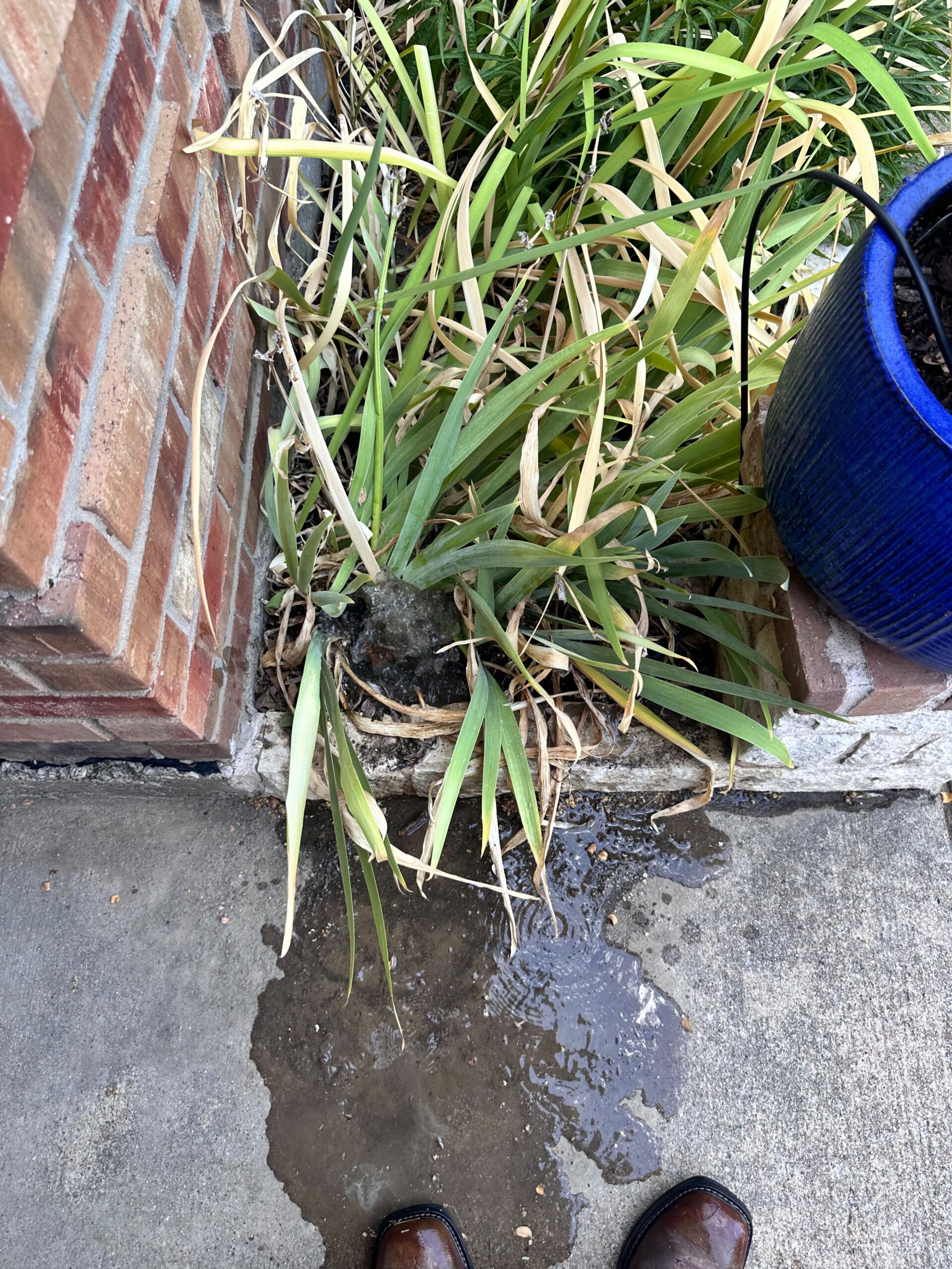 Drip Irrigation Leak In Melissa TX